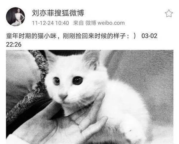 不會吧，胡歌都被收了？ 寵物 第14張