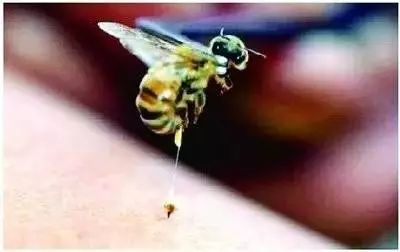 同樣被蜜蜂蟄後，一個死一個生，醫生呼籲極力轉PO，能救人一命！ 健康 第4張