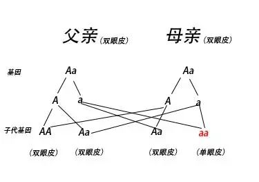 漲姿勢|父母都是雙眼皮，孩子卻是單眼皮，一定有問題？！太冤枉了…… 親子 第4張