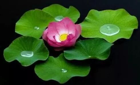 万法归一万法归宗_万法归一_归一佛归一法归一僧