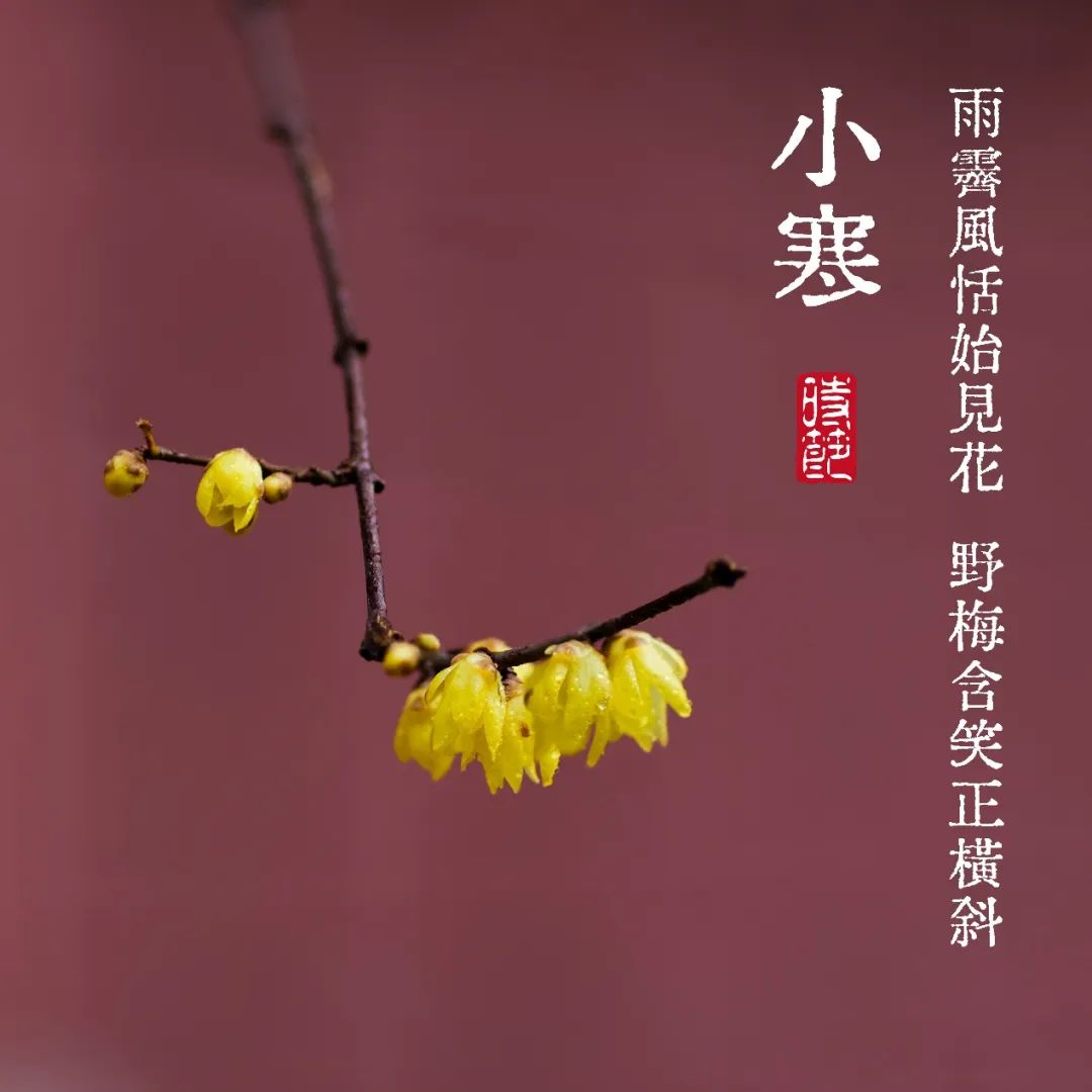 二十四节气｜小寒——又约梅华到冷泉