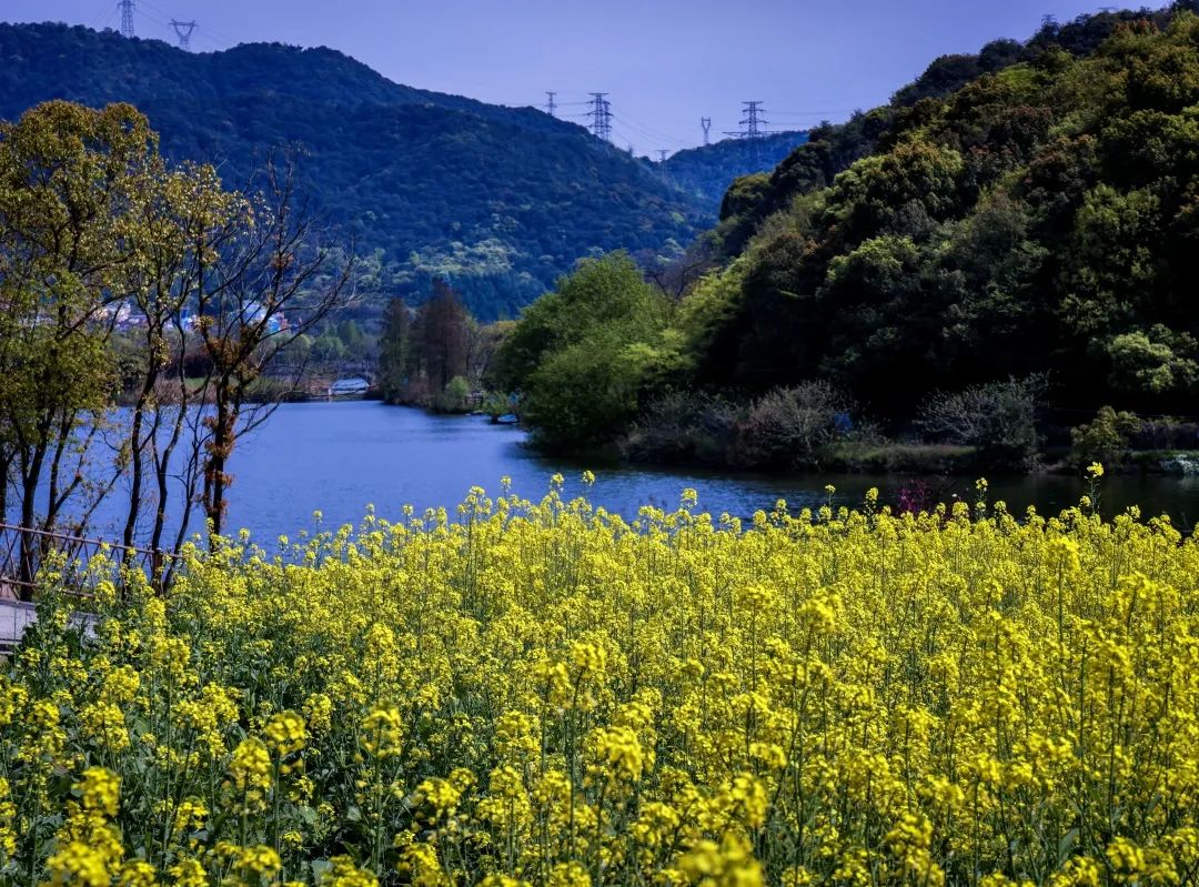 禅诗欣赏——野草山花几度新