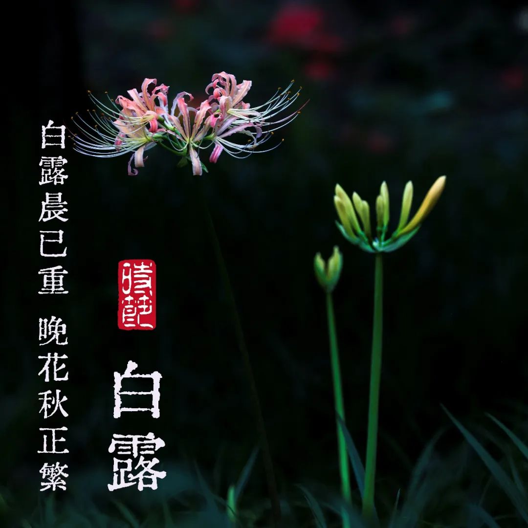 二十四节气｜白露——叶下和秋吹 惊看两鬓毛