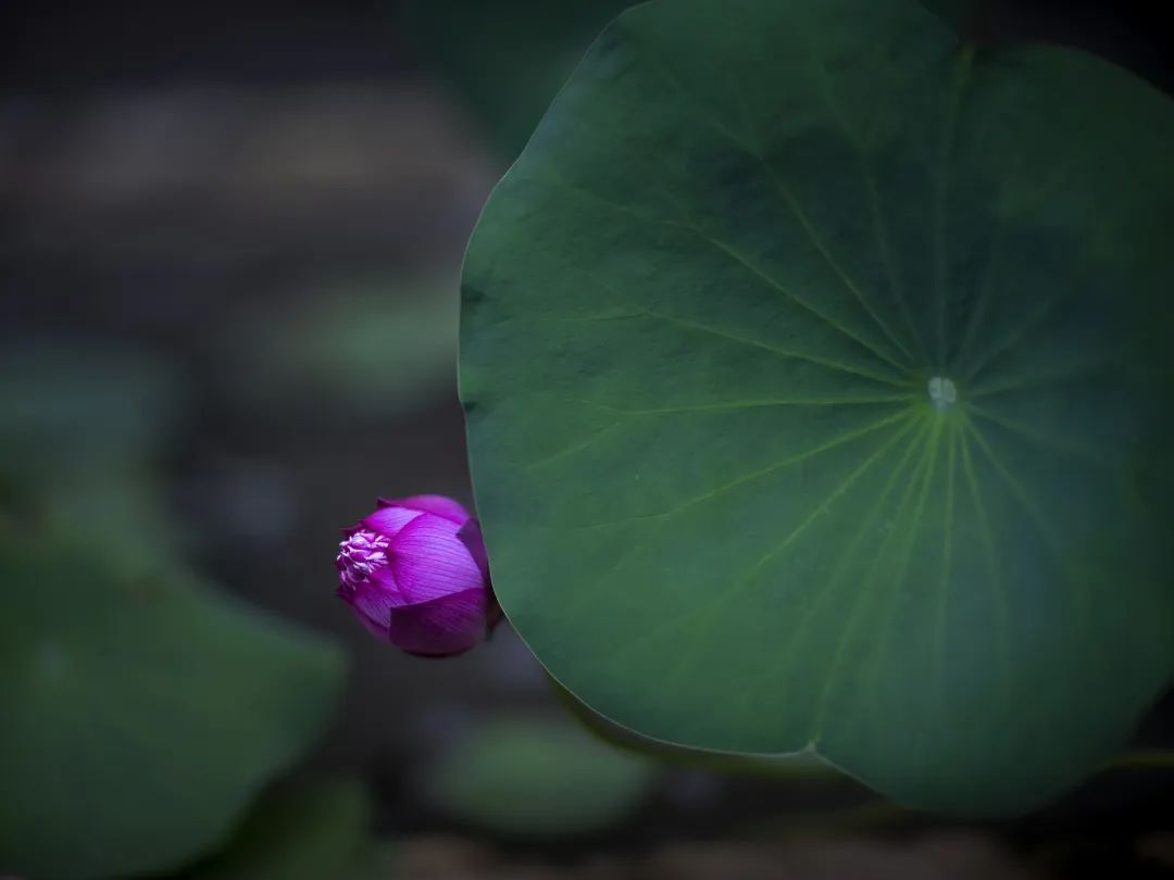 禅诗欣赏——藕花无数满汀洲