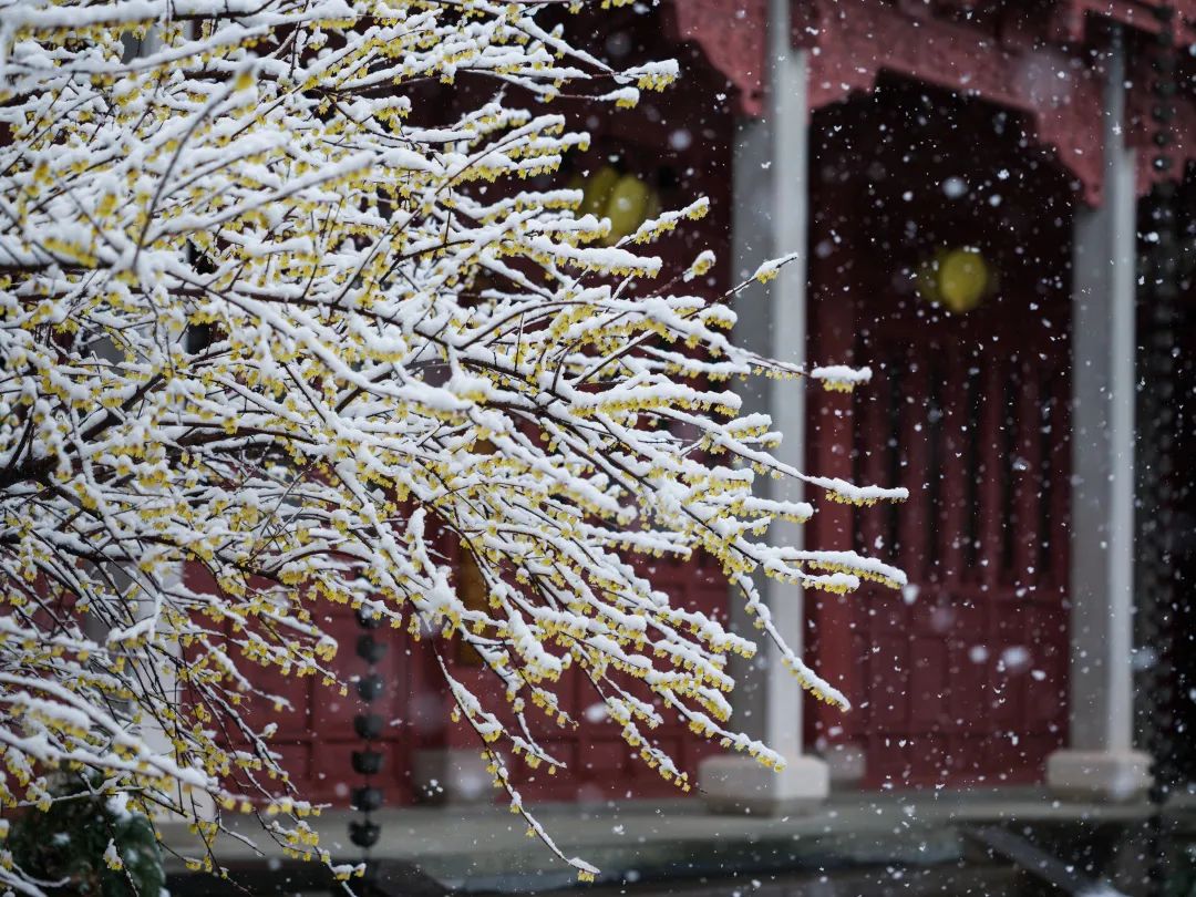 禅诗欣赏——雪里梅花初放