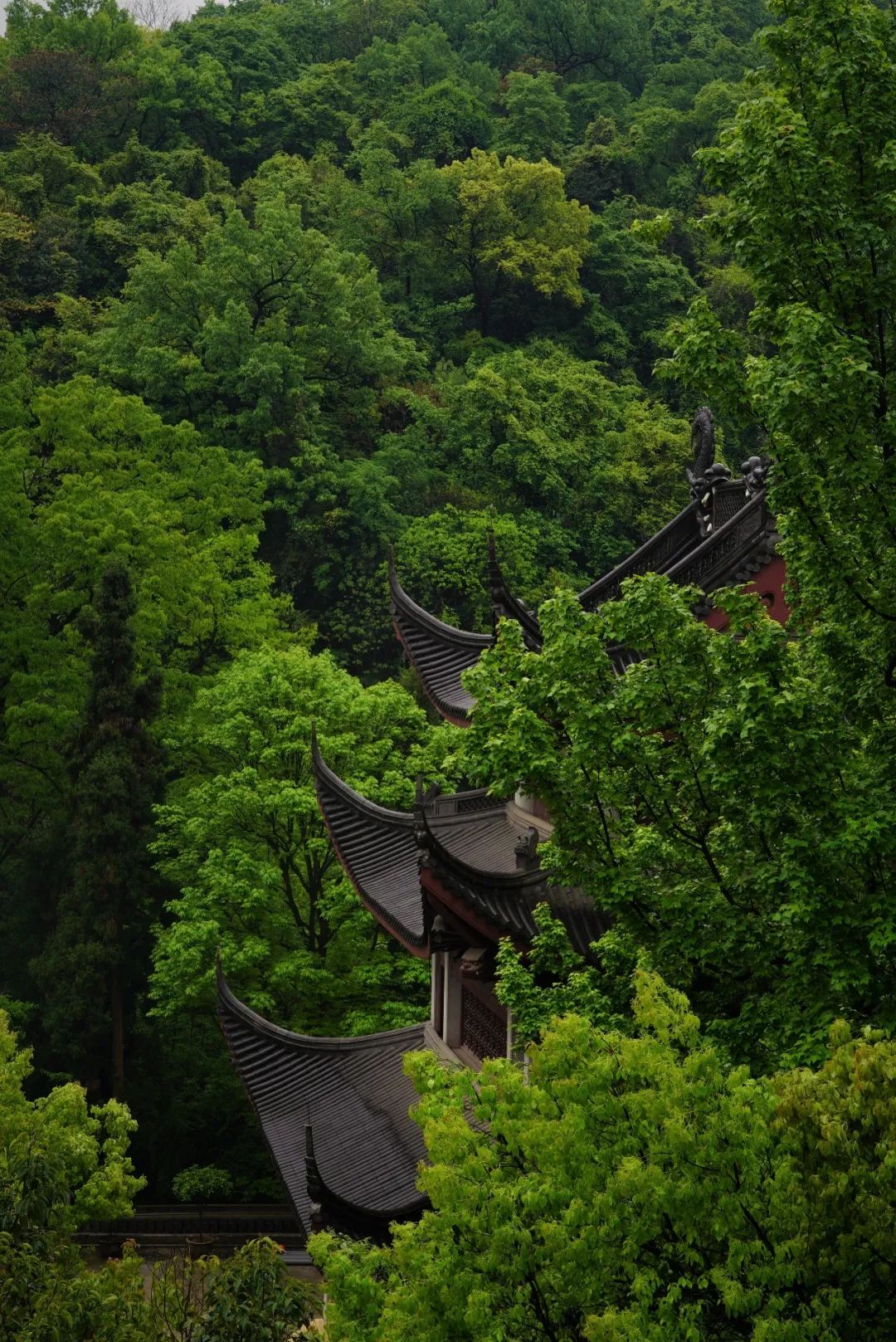 开示｜印光大师：不可藐视净土以禅破净