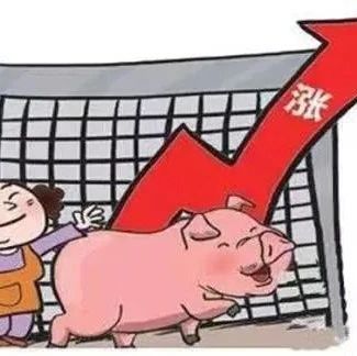 全国猪价一片红，行情涨出“新高度”，还能上涨多久？