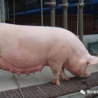 5月末全国能繁母猪存栏量4192万头