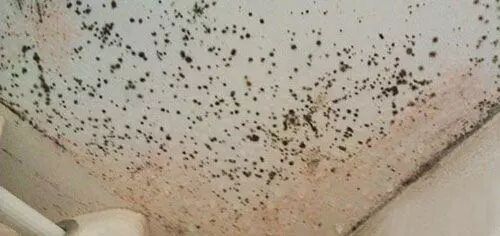 墙面沙发家具等发霉怎么办，优吸环保教你如何正确除霉和防霉