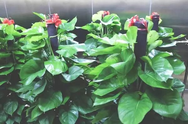 100万实验室日本极客小哥实测。新装修治理，除了开窗通风，你是否会用绿萝、果皮、活性炭等除甲醛？