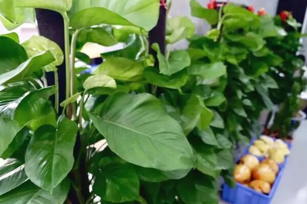 100万实验室日本极客小哥实测。新装修治理，除了开窗通风，你是否会用绿萝、果皮、活性炭等除甲醛？