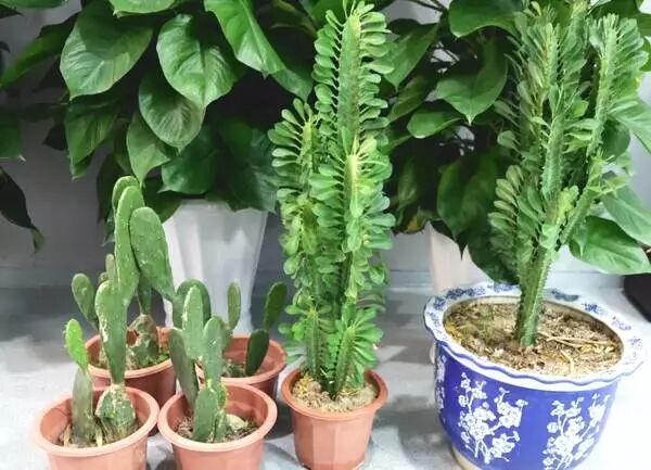 100万实验室日本极客小哥实测。新装修治理，除了开窗通风，你是否会用绿萝、果皮、活性炭等除甲醛？