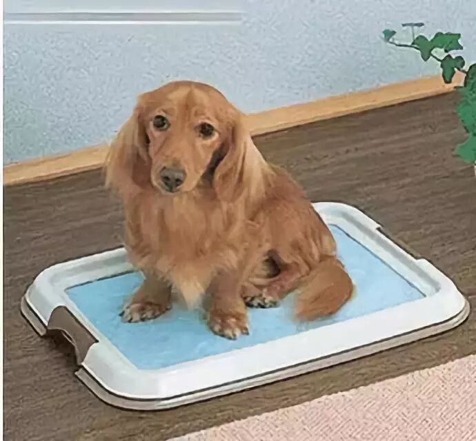 狗狗诱导剂并不是对每只都有用，训练狗狗上厕所的方法