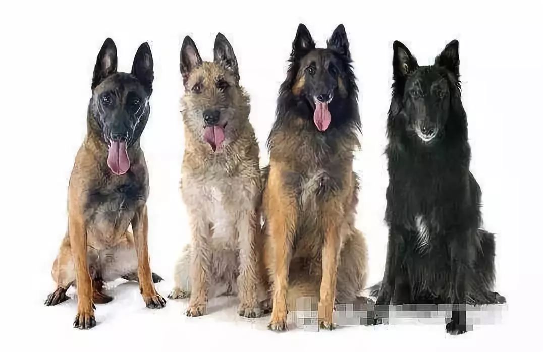 比利时牧羊犬 分为四个种类 各有特点 乐秀lexiupet宠物服务技术培训 微信公众号文章阅读 Wemp