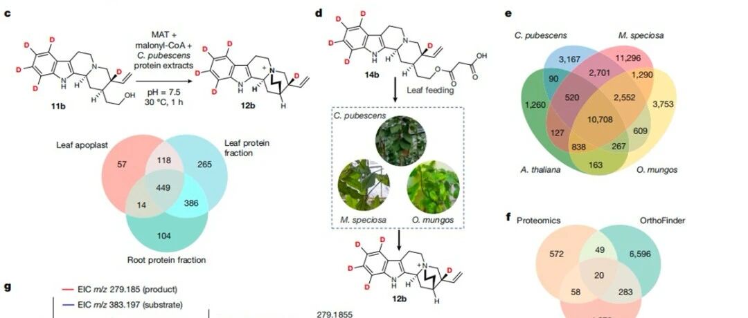 马普所Sarah E. O'Connor组Nature | 金鸡纳生物碱生物合成途径全解析