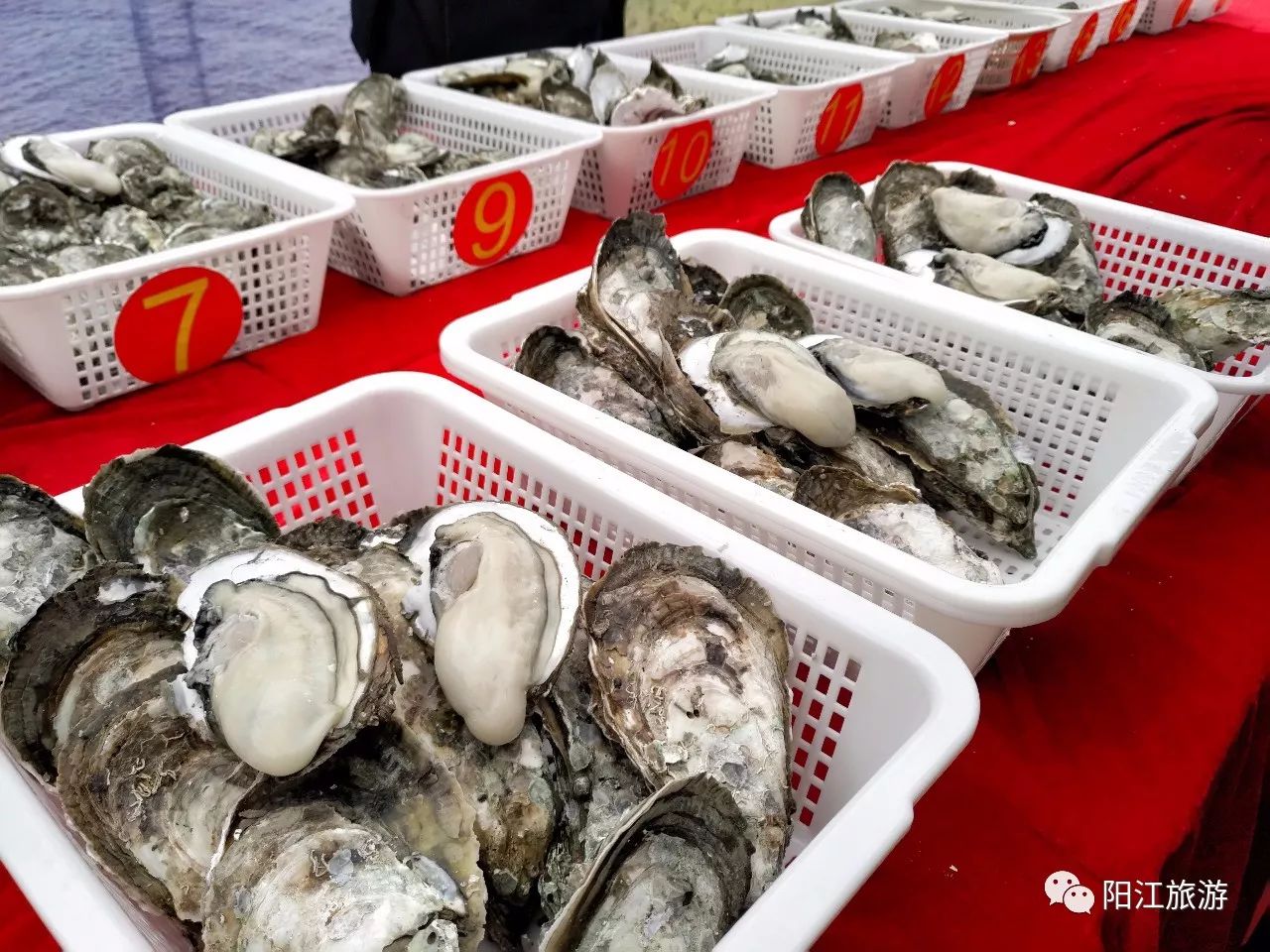 2017"蚝美阳江"美食节 中国蚝乡(程村"蚝王"评选