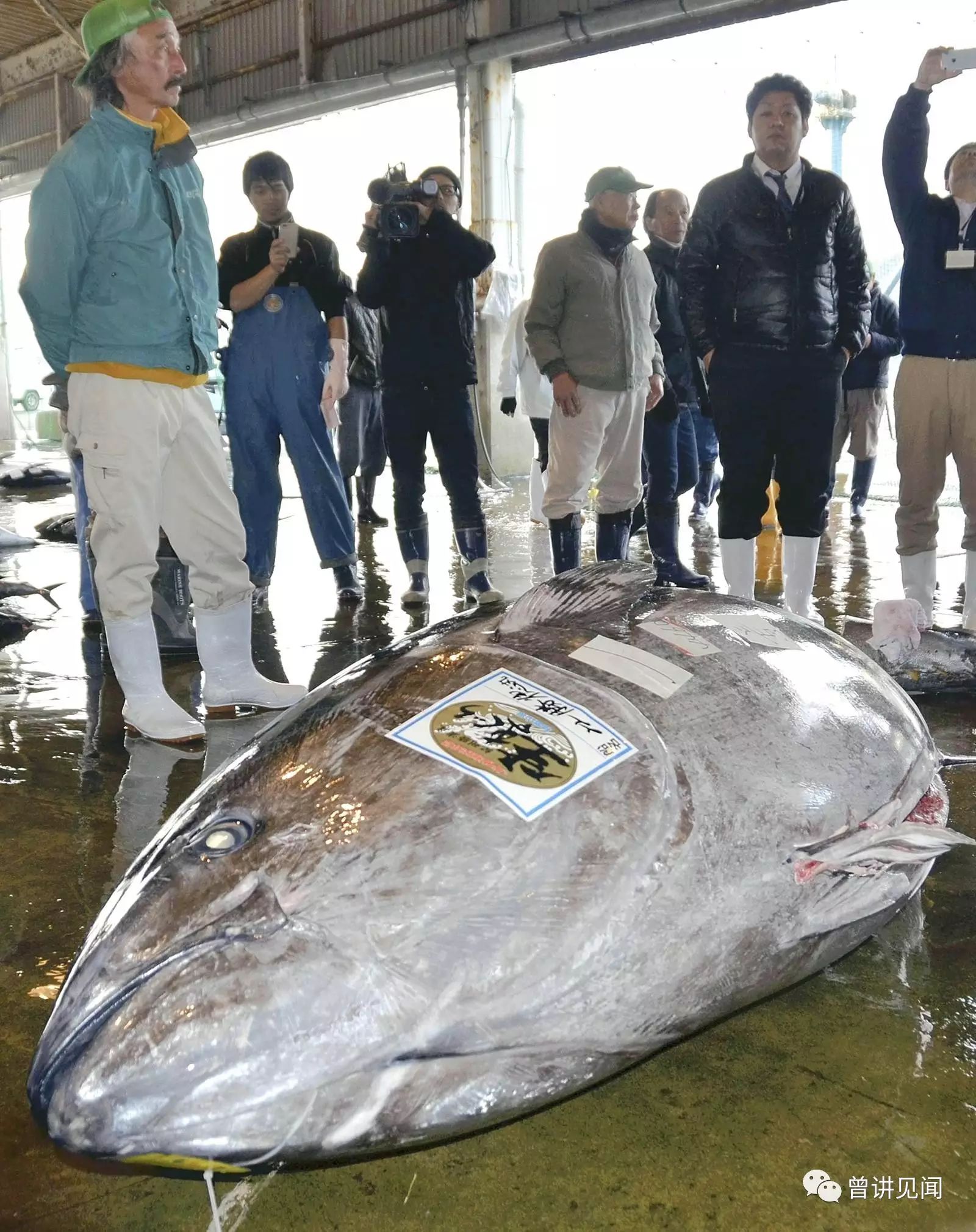 漁民捕獲446斤藍鰭金槍魚,預計可做3000人份壽司