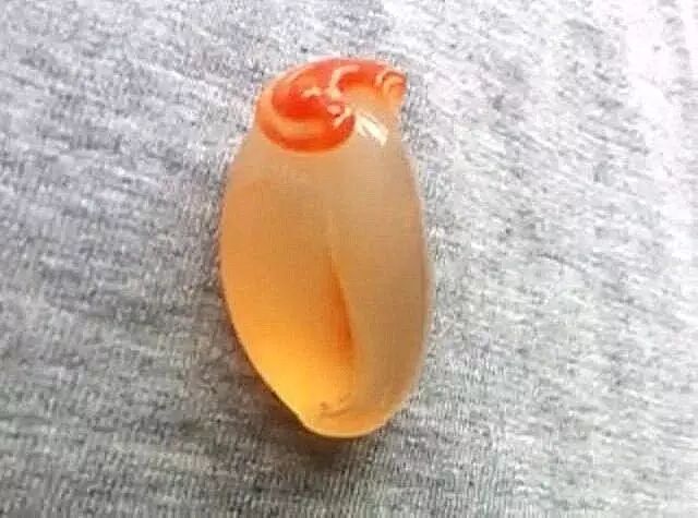 自从玩了金丝玉 视金丝玉为最爱了 