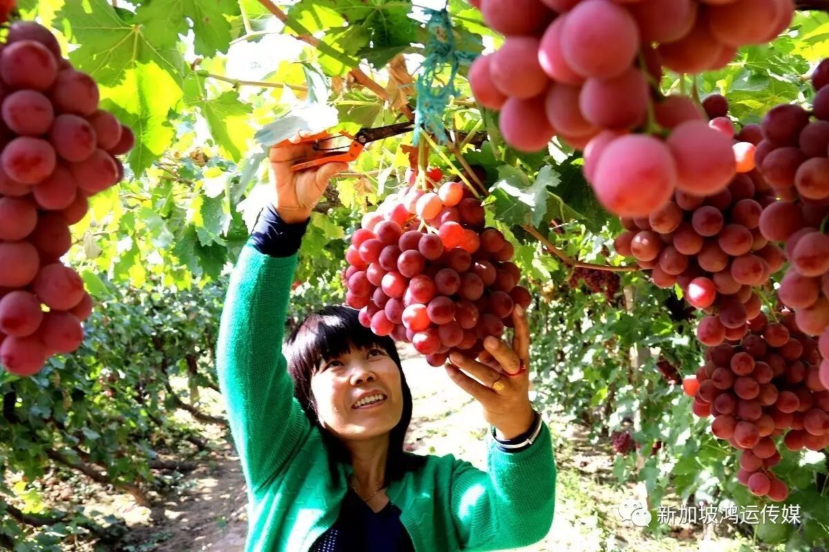 好商机|敦煌有机葡萄热销闽粤等地,期待更多进入国外市场