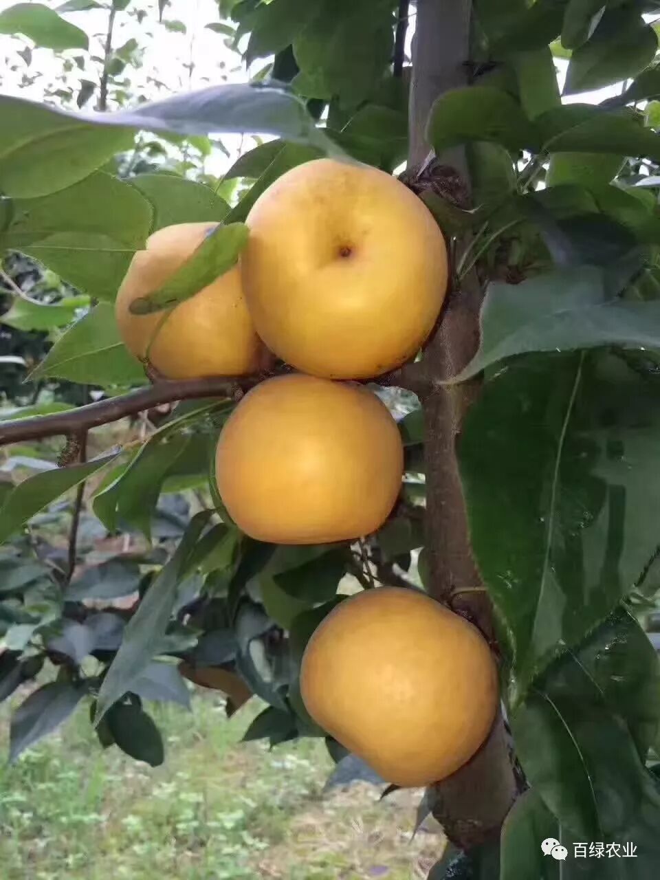 听说翠冠梨才是夏日解暑的神器西瓜雪糕统统一边去