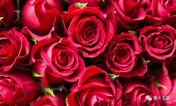 19朵玫瑰代表什么意思 第十五篇 军事新闻