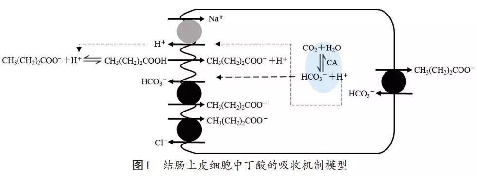 丁酸梭菌及其代谢产物对畜禽肠道健康影响的研究进展