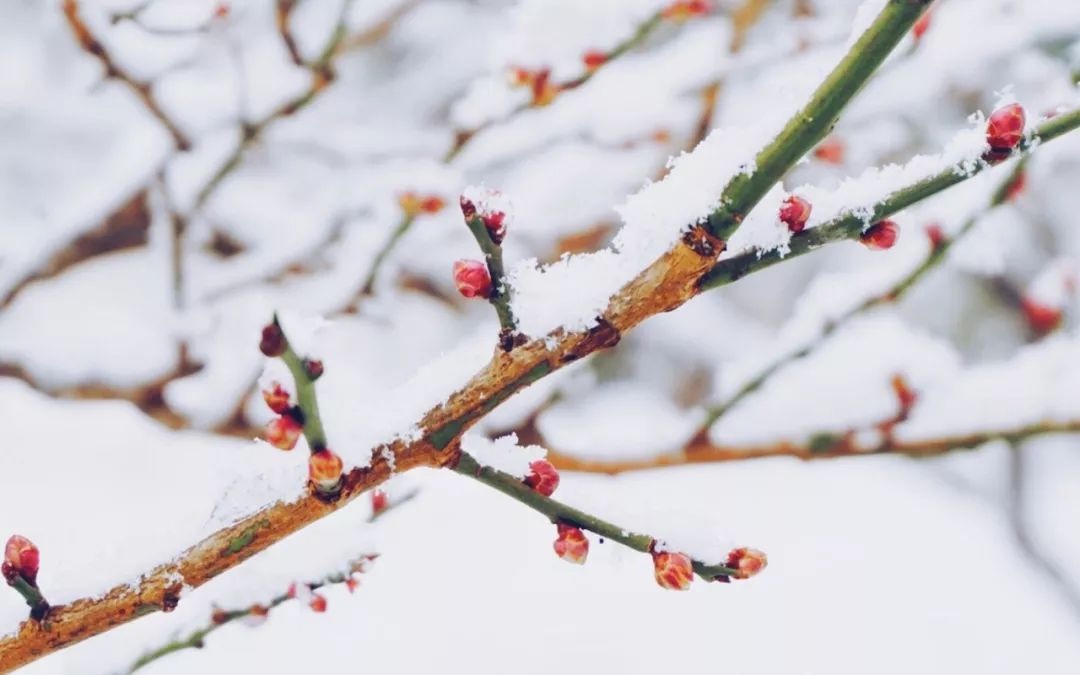 互联网的冬雪与春芽