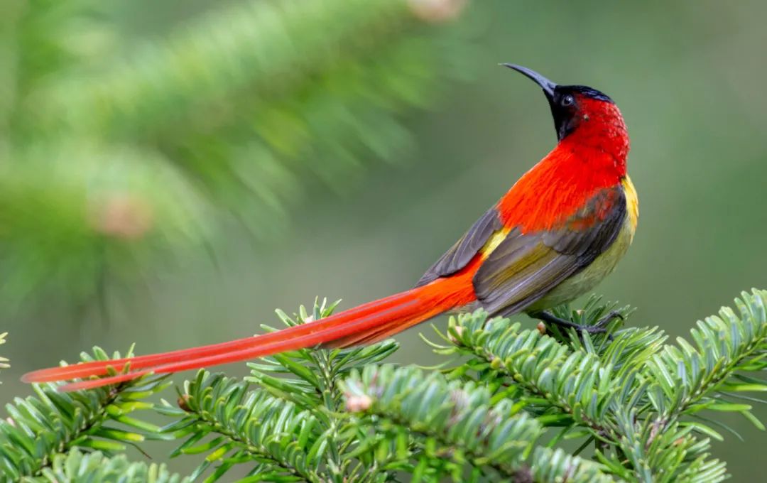 昆明生物多样性物种展示迷你版凤凰火尾太阳鸟
