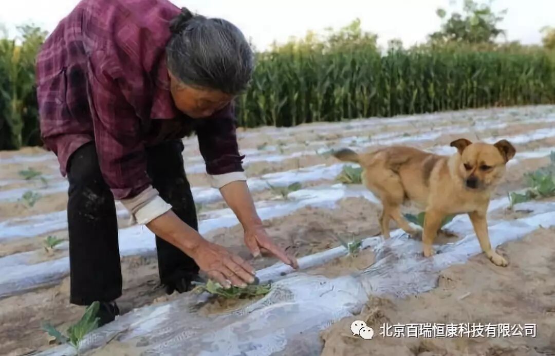 腰疼腿痛不要怕，这种草药强骨补肾气，是腰间盘突出的大克星