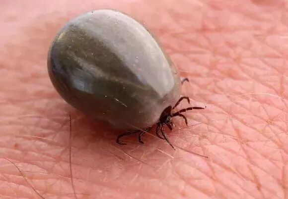 蜱虫:体椭圆形,未吸血时腹背扁平,背面稍隆起,成虫体长2～10mm;饱血后