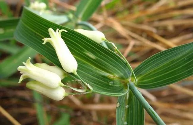 灰指甲、鹅掌风、顽癣怎么办？——中医外涂验方集锦参考（好文）