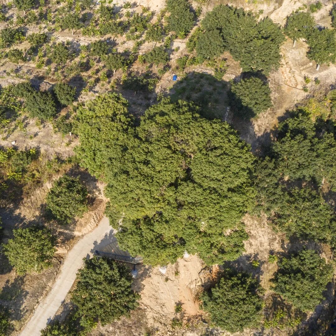 看！闽清小橄榄如何成就亿元大产业