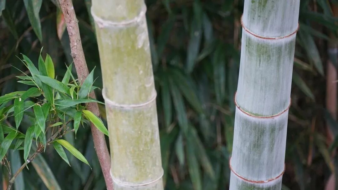食在閩清 | 鮮香清雅竹筒雞 不一樣的舌尖味蕾