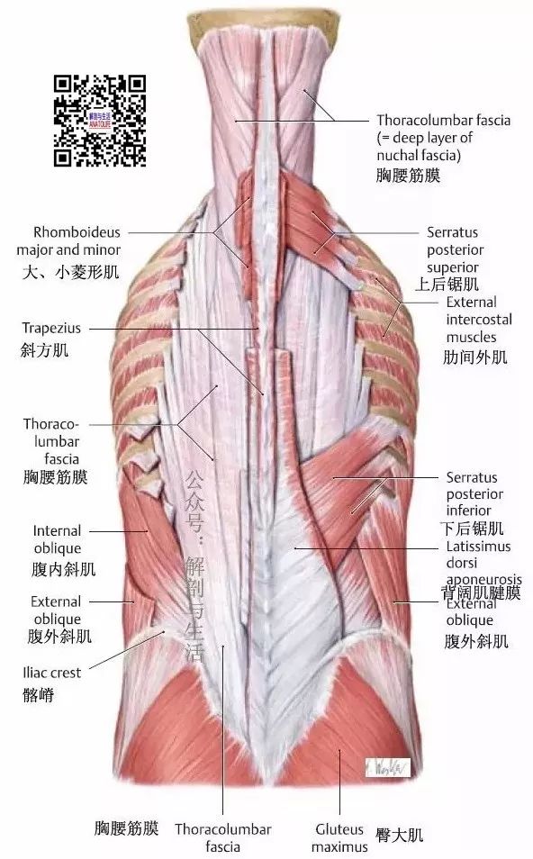 背部和项部肌肉系列 竖脊肌之最长肌 运动 康复 推拿 瑜伽 普拉提 小针刀 矫形外科等基础 解剖与生活 微信公众号文章阅读