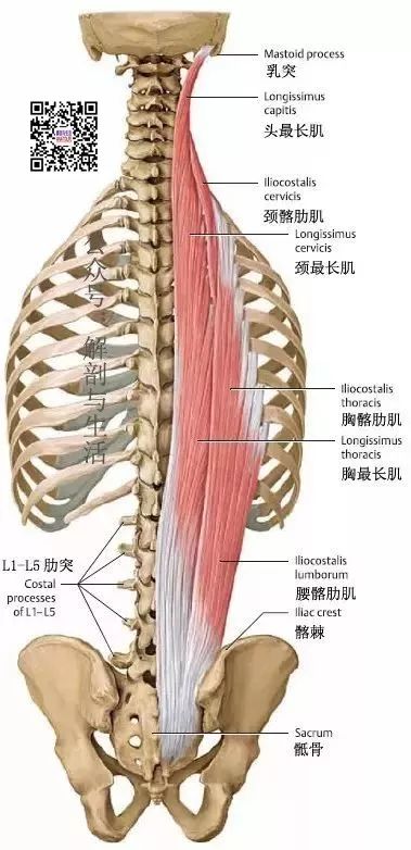 背部和项部肌肉系列 竖脊肌之最长肌 运动 康复 推拿 瑜伽 普拉提 小针刀 矫形外科等基础 解剖与生活 微信公众号文章阅读