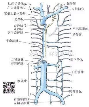 奇静脉 半奇静脉和副半奇静脉 解剖与生活 微信公众号文章阅读 Wemp