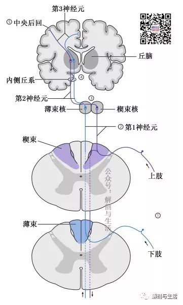 脊髓白质