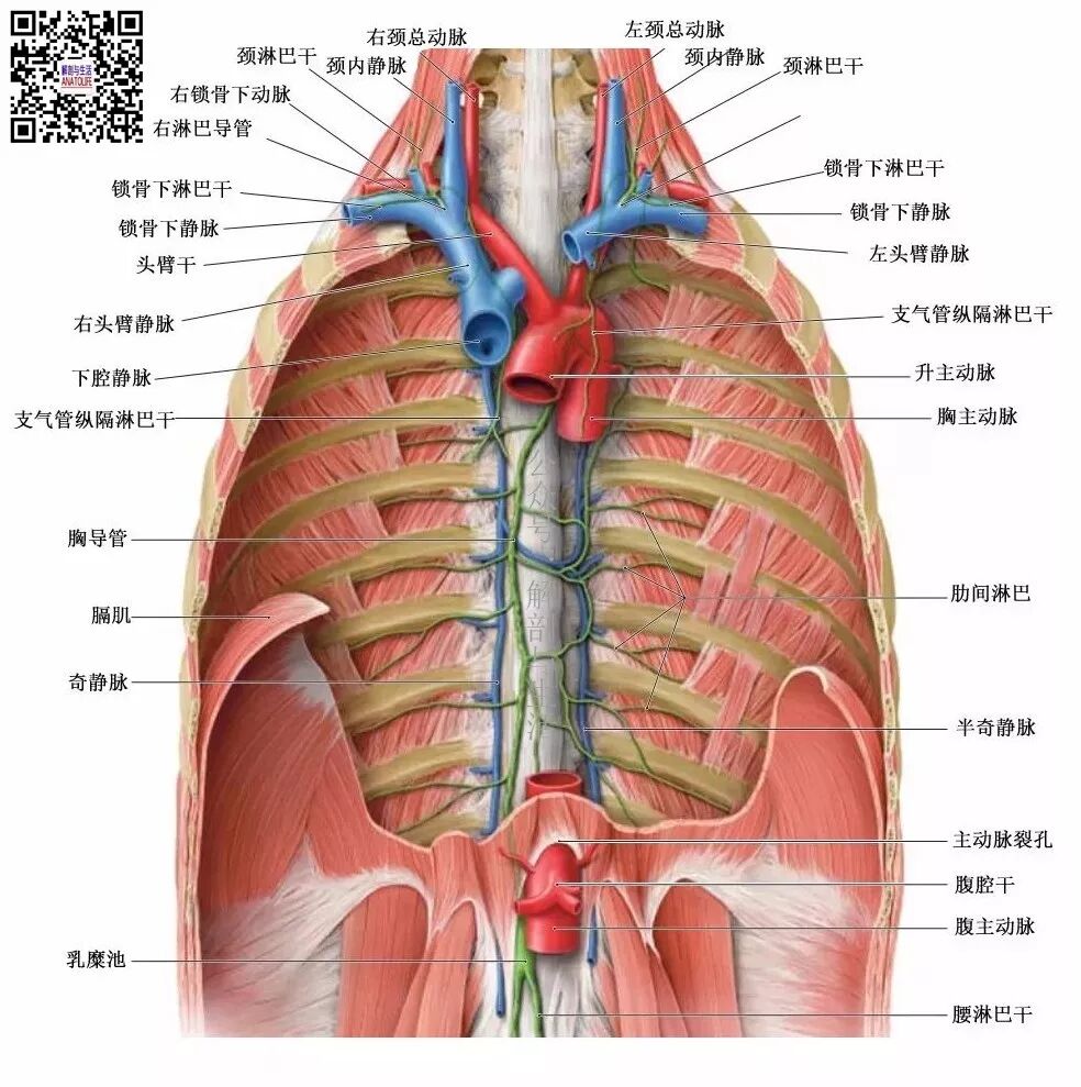 主动脉 解剖与生活 微信公众号文章阅读 Wemp