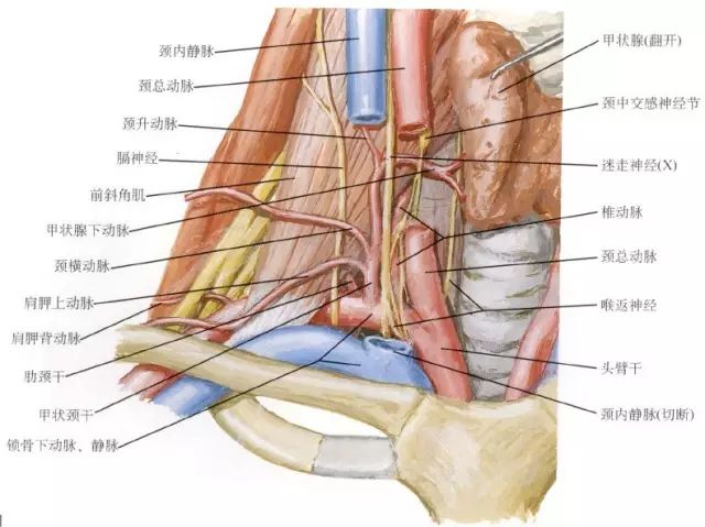 颈性眩晕综合征从解剖到治疗 一篇搞定 骨今中外 微信公众号文章阅读 Wemp