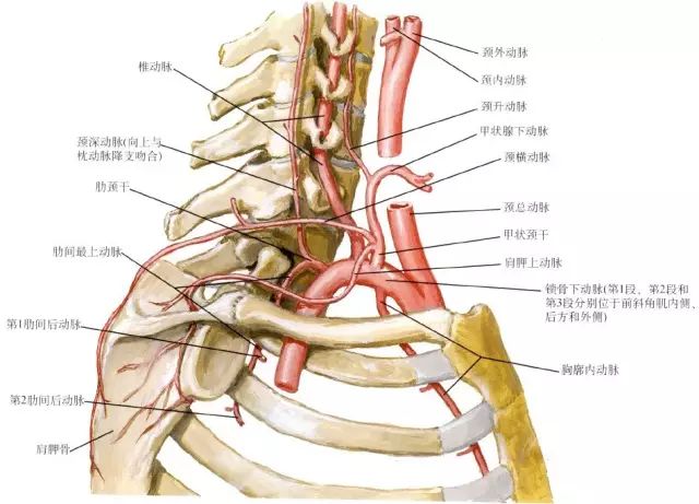 颈性眩晕综合征从解剖到治疗 一网打尽 液针刀骨伤医学研究院 微信公众号文章阅读 Wemp