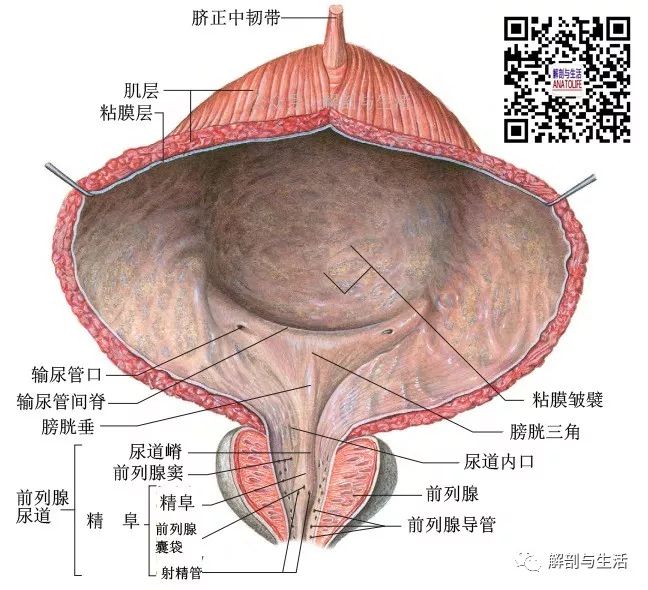 膀胱