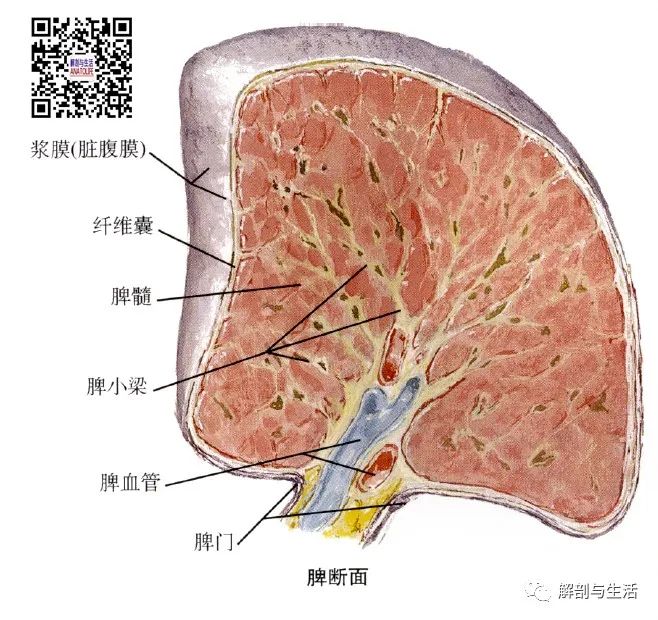 脾的临床解剖 解剖与生活 微信公众号文章阅读 Wemp