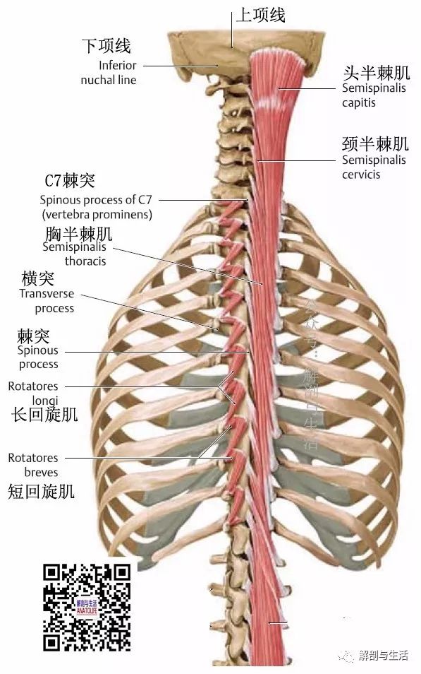 背部和项部肌肉系列 横突棘肌之半棘肌 运动 康复 推拿 瑜伽 普拉提 小针刀 矫形外科等基础 解剖与生活 微信公众号文章阅读