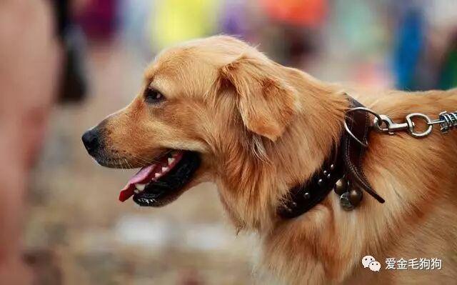 别人家的都是大暖汪，为什么我家金毛那么不正经！
