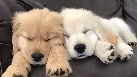 这辈子一定要养只大金毛...