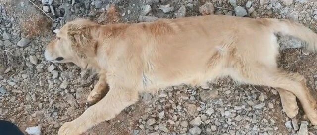 废墟里捡了一只病重金毛，治病半年后狗狗刚康复，原主人找来了：还狗！治病钱我可以出一半！