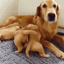 金毛妈正在给小金毛们喂奶，仔细一看，有一只真是拼尽全力！