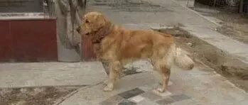 金毛在医院门口守候整整3年，只为等待去世的主人