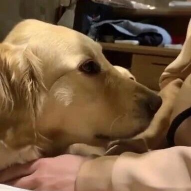 金毛在跟主人吵架，吵得另一只狗子都看不下去，于是它果断出手！