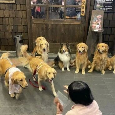 9只金毛坐在餐厅门前傻笑，结果引起群众骚动，秒变粉丝见面会！